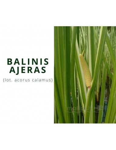 Balinis ajeras (Acorus Calamus)