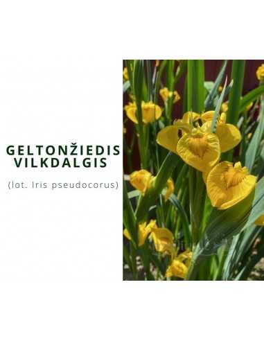 Geltonžiedis vilkdalgis (Iris...